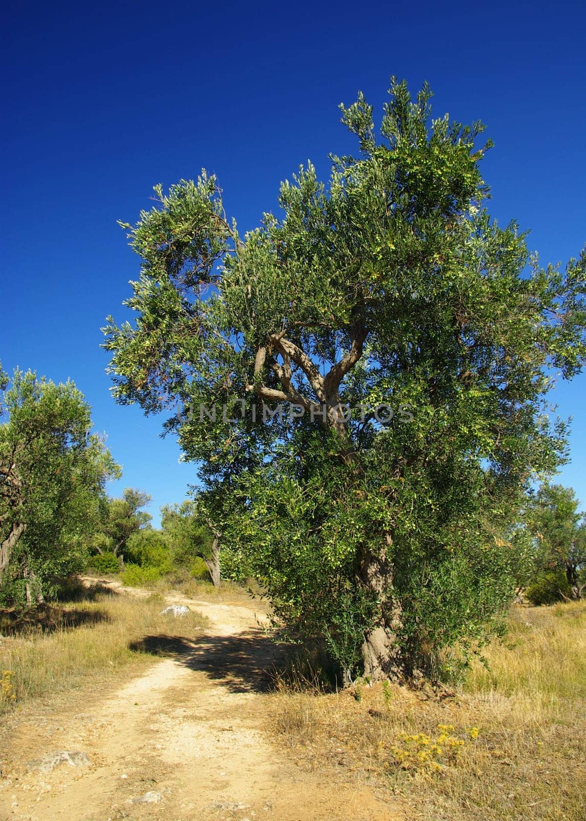 Olive Tree 17