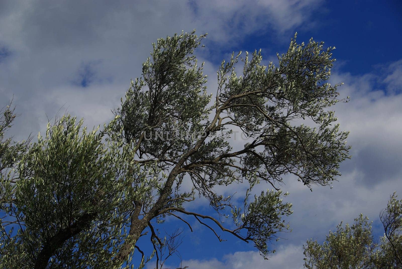 Olive Tree 35