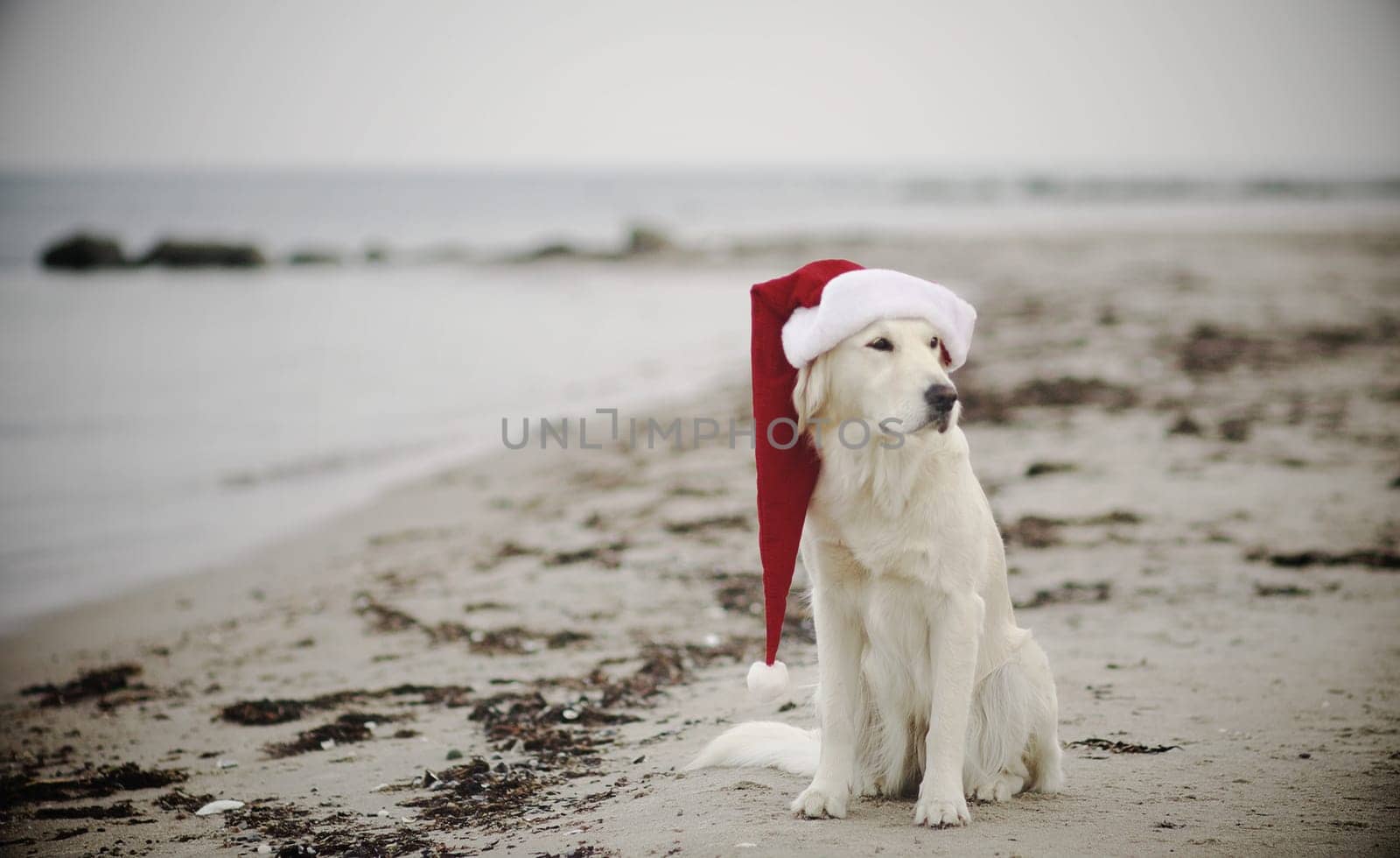 Desolate Christmas