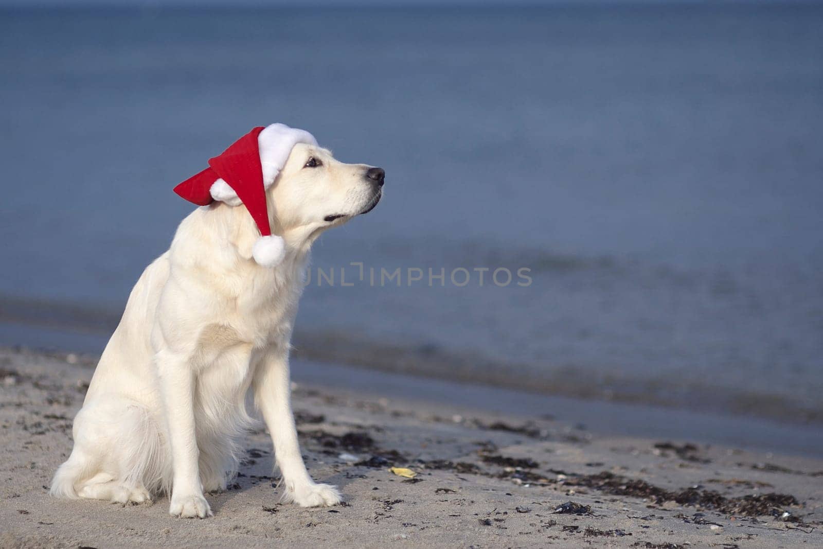 Christmas on the beach