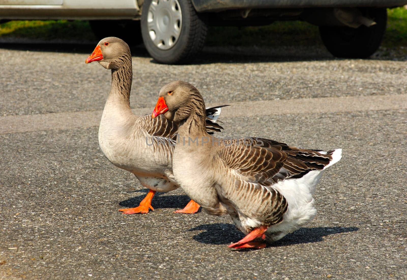 Toulouse geese on the road