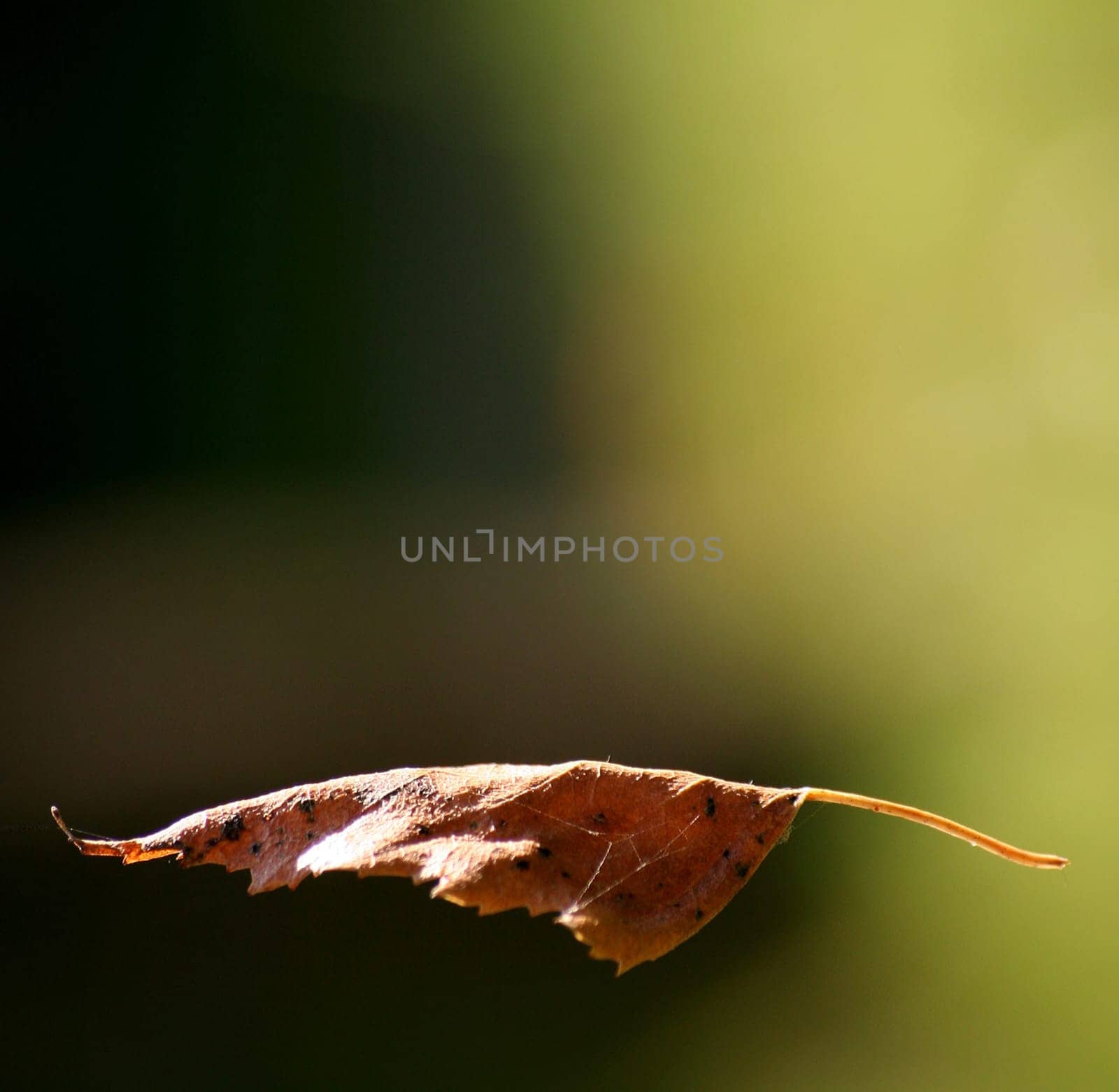 Falling Leaf