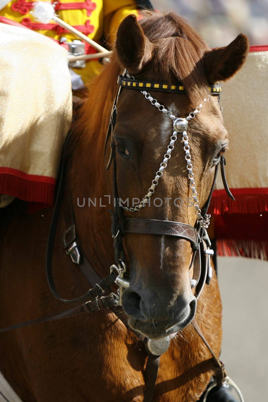Bridle