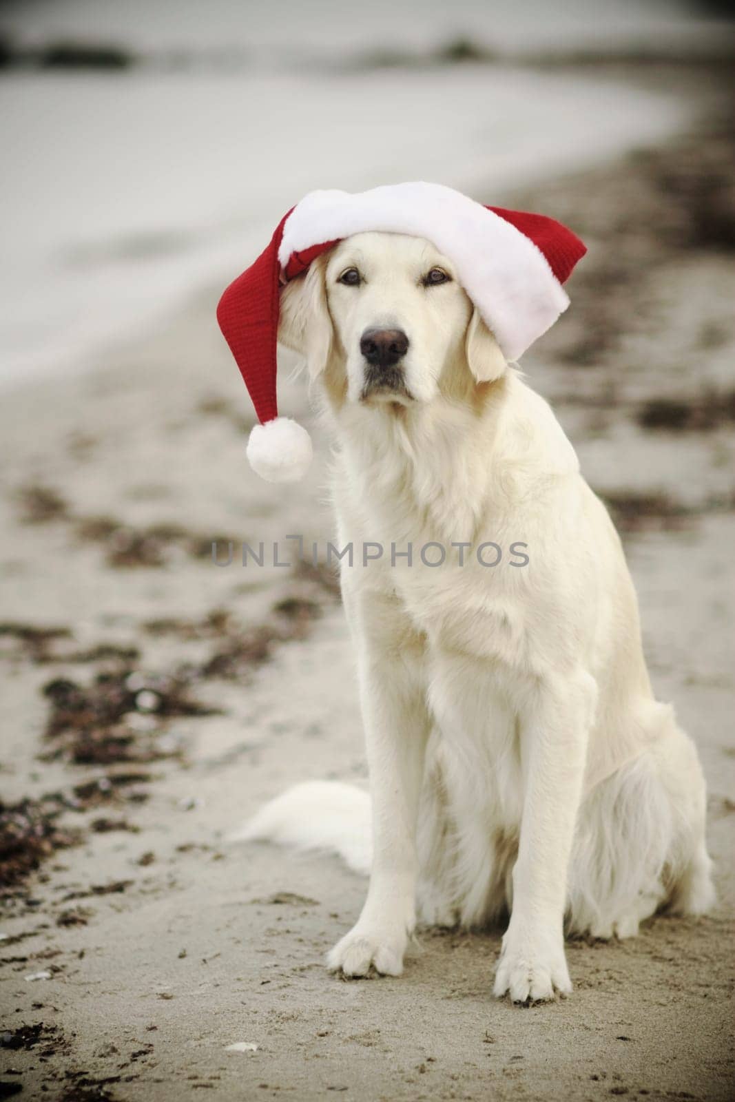 Desolate Christmas 2