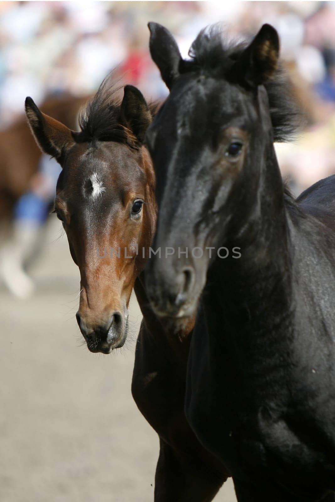 Arabian Stallion Foal