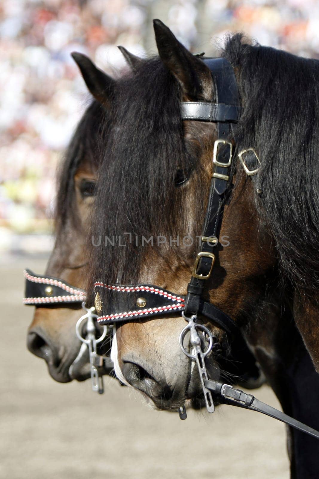 Noriker
