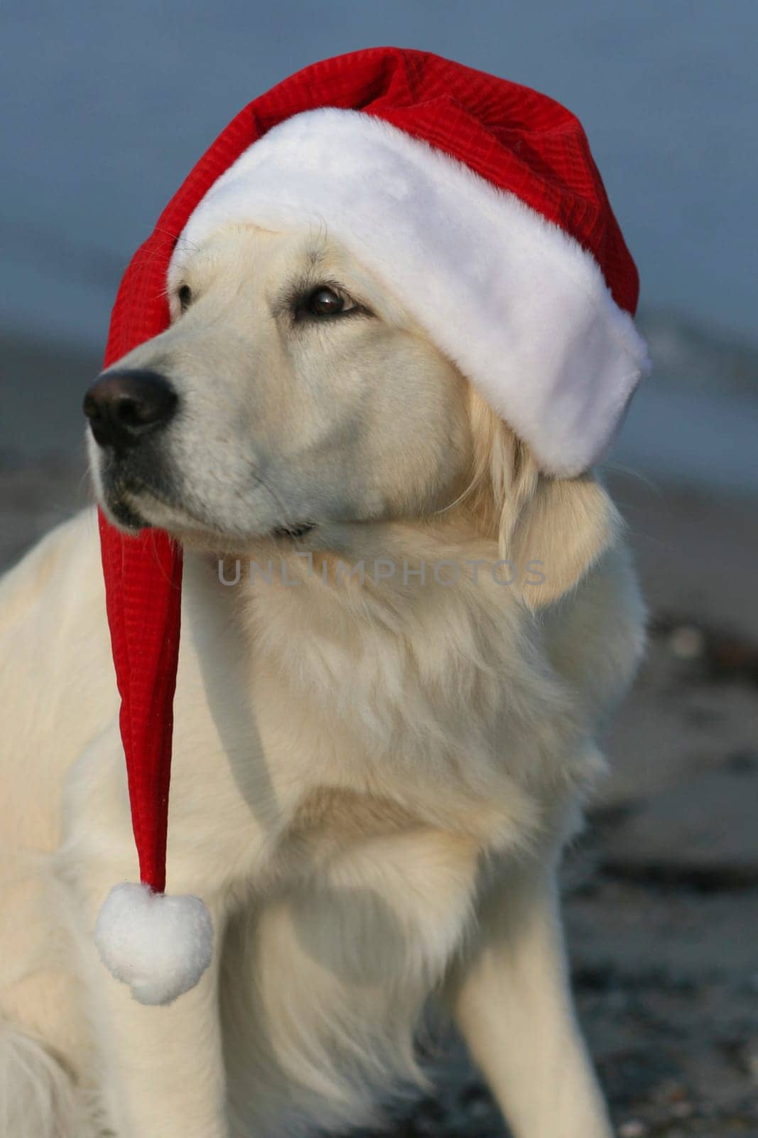 Christmas Goldie