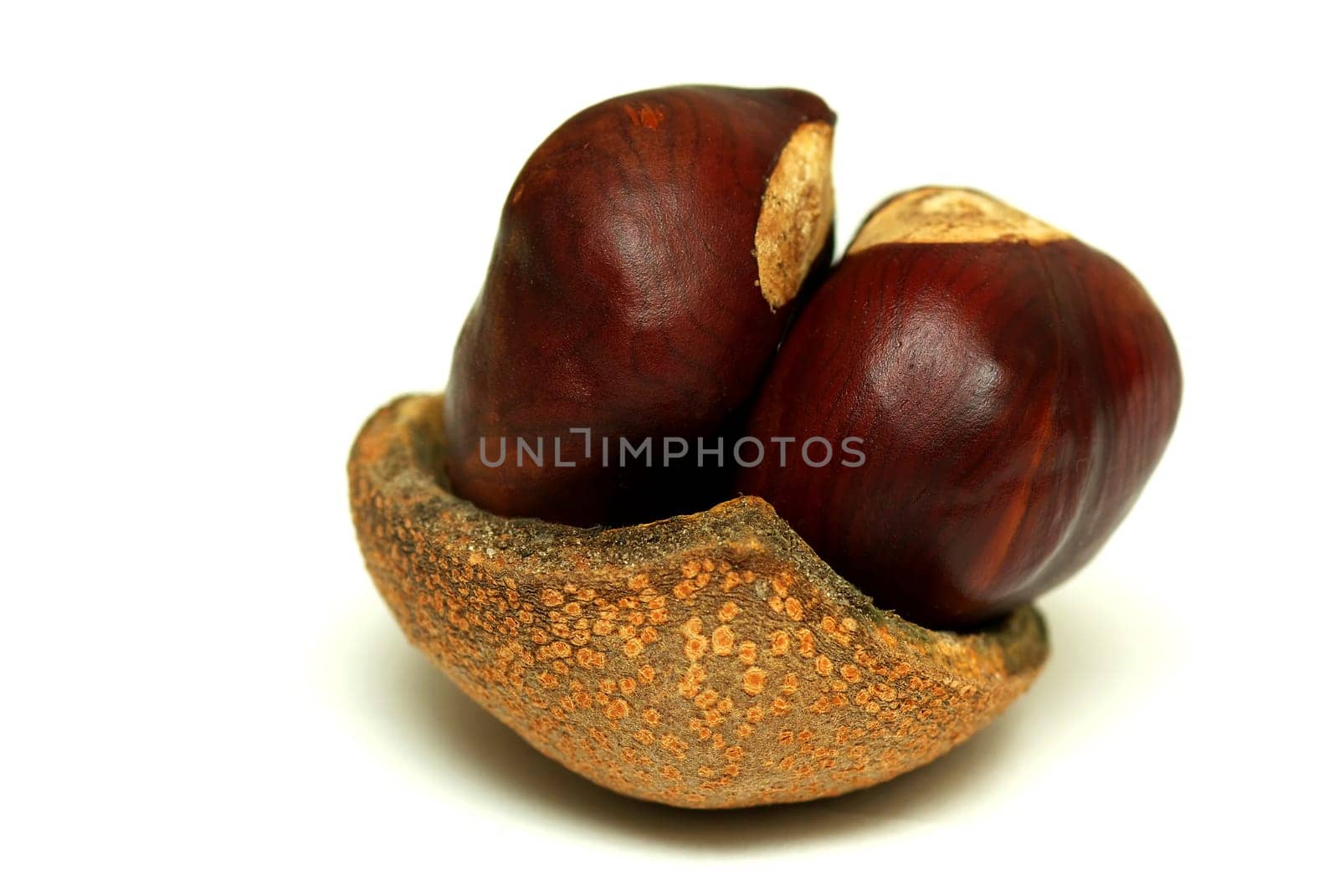 HORSE CHESTNUT
