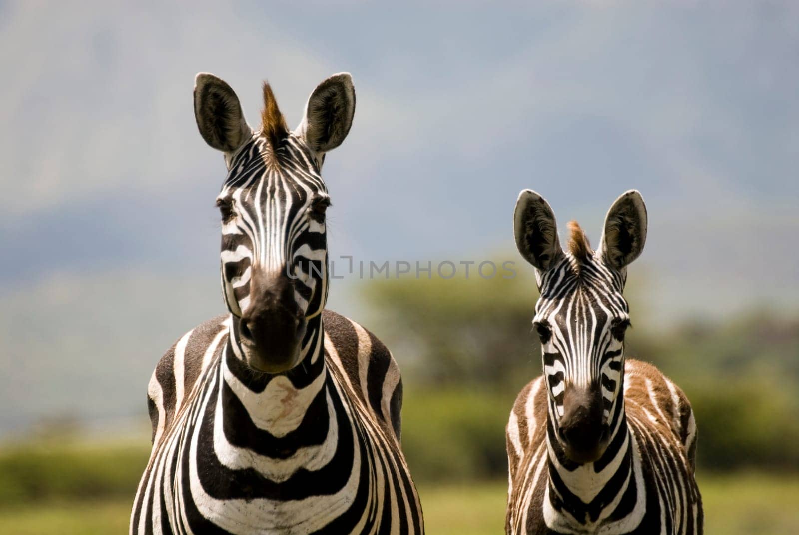 Zebra mother and cub,Ethiopia