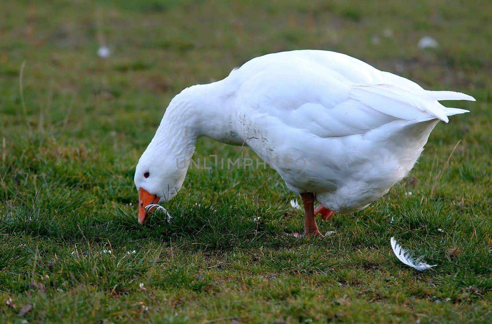 Goose