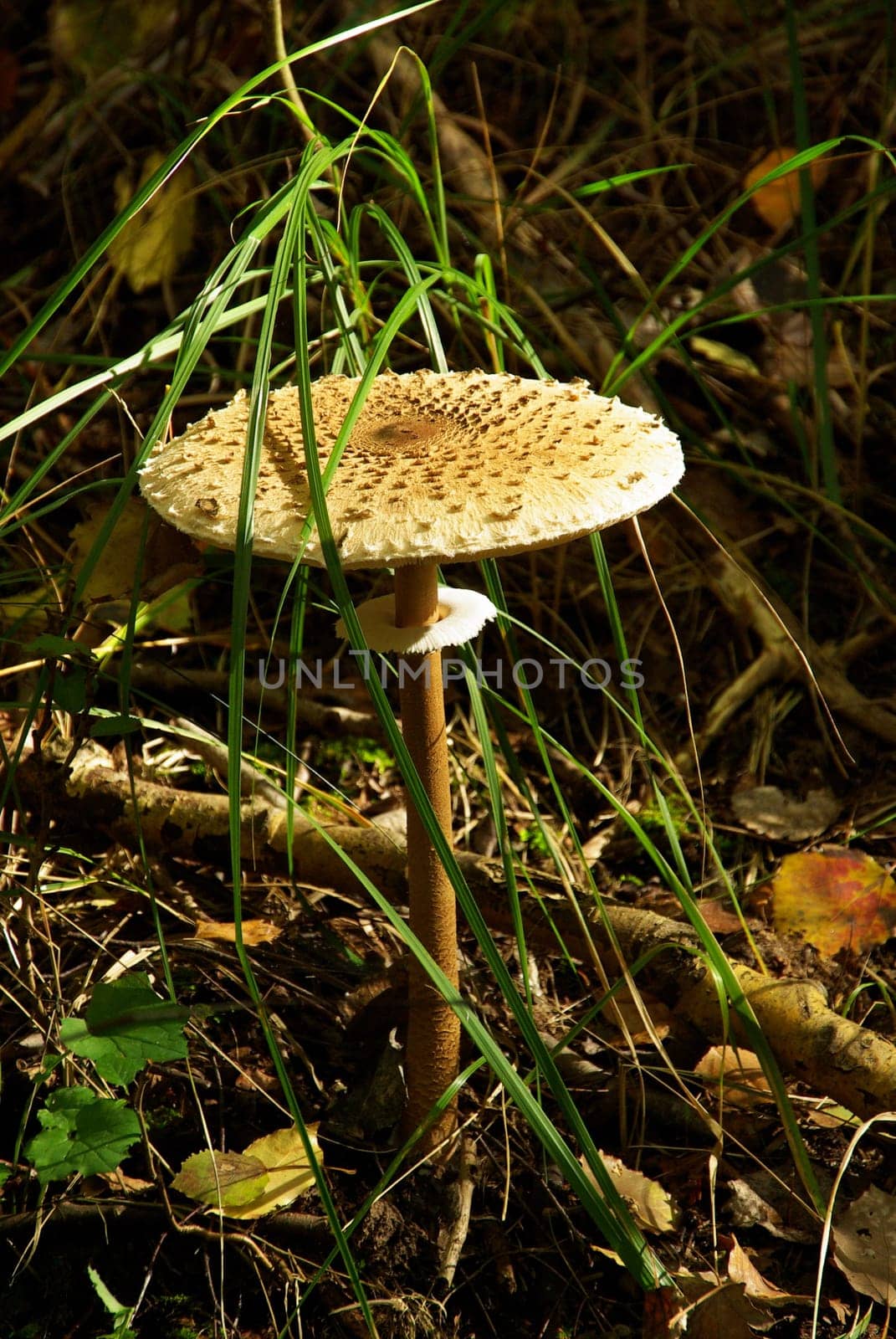 Giant umbrella mushroom 02