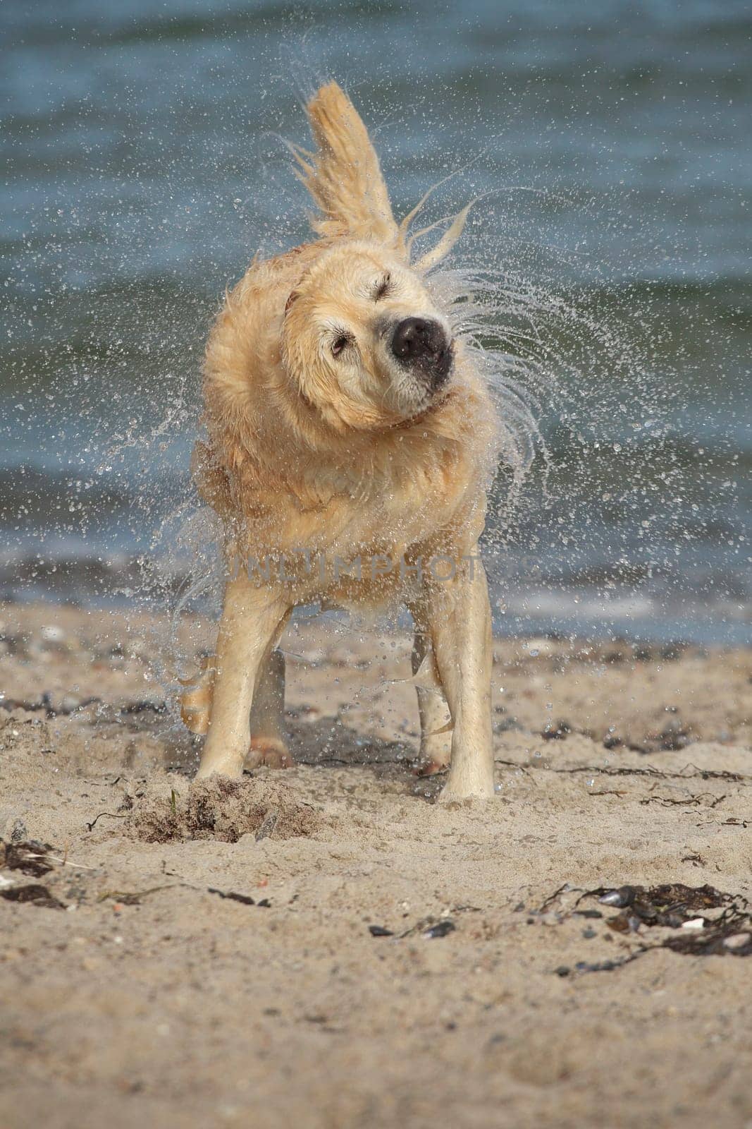 Dog shakes itself