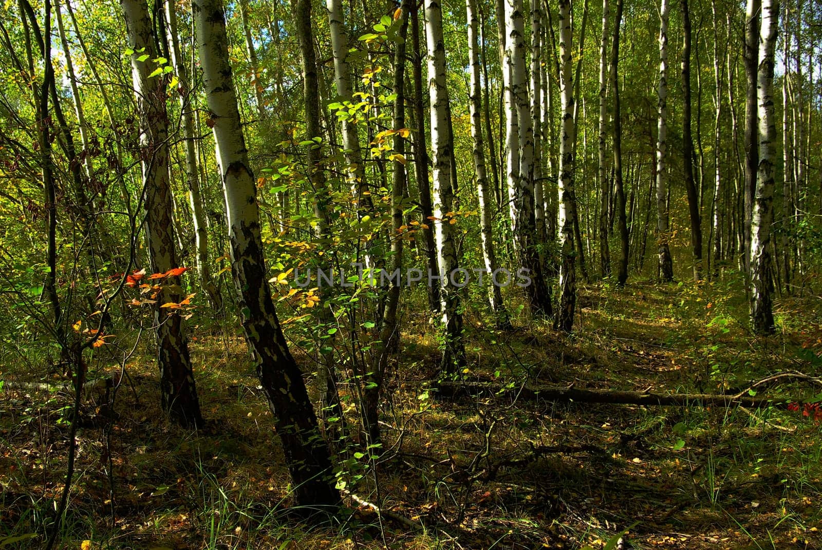 Forest 06