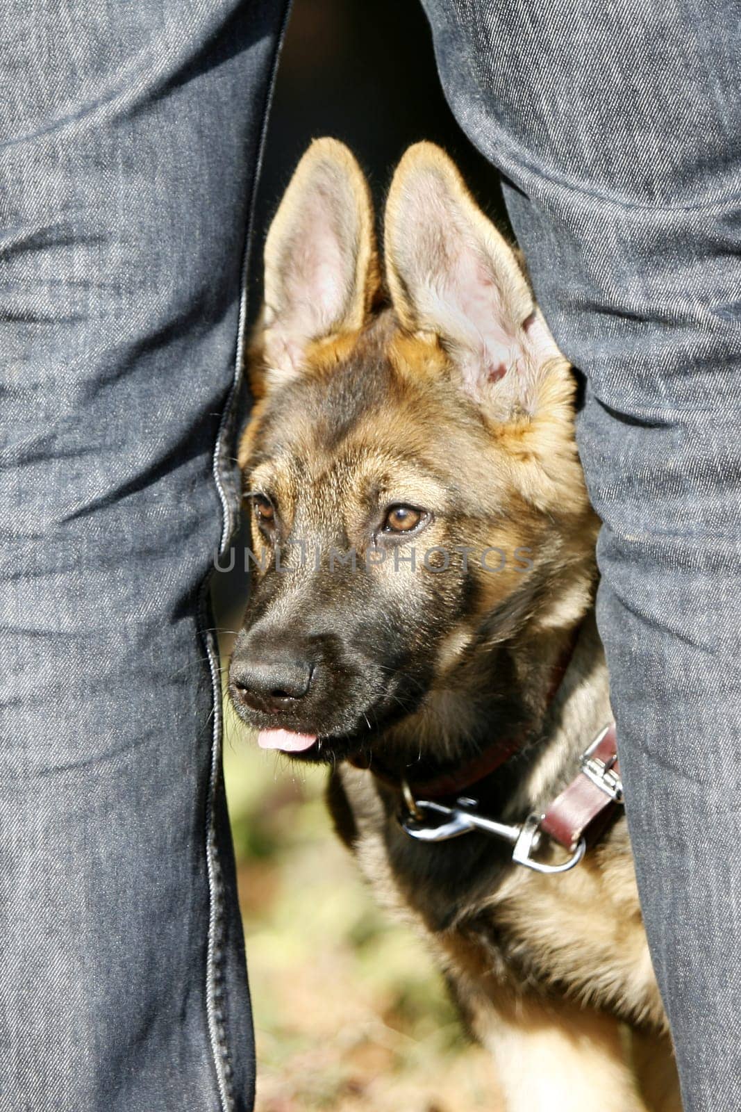 German Shepherd Puppy