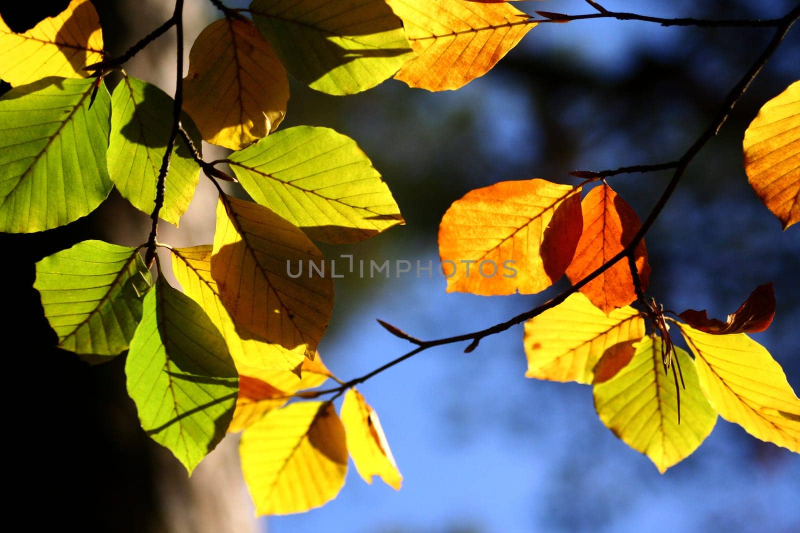 Colourful autumn