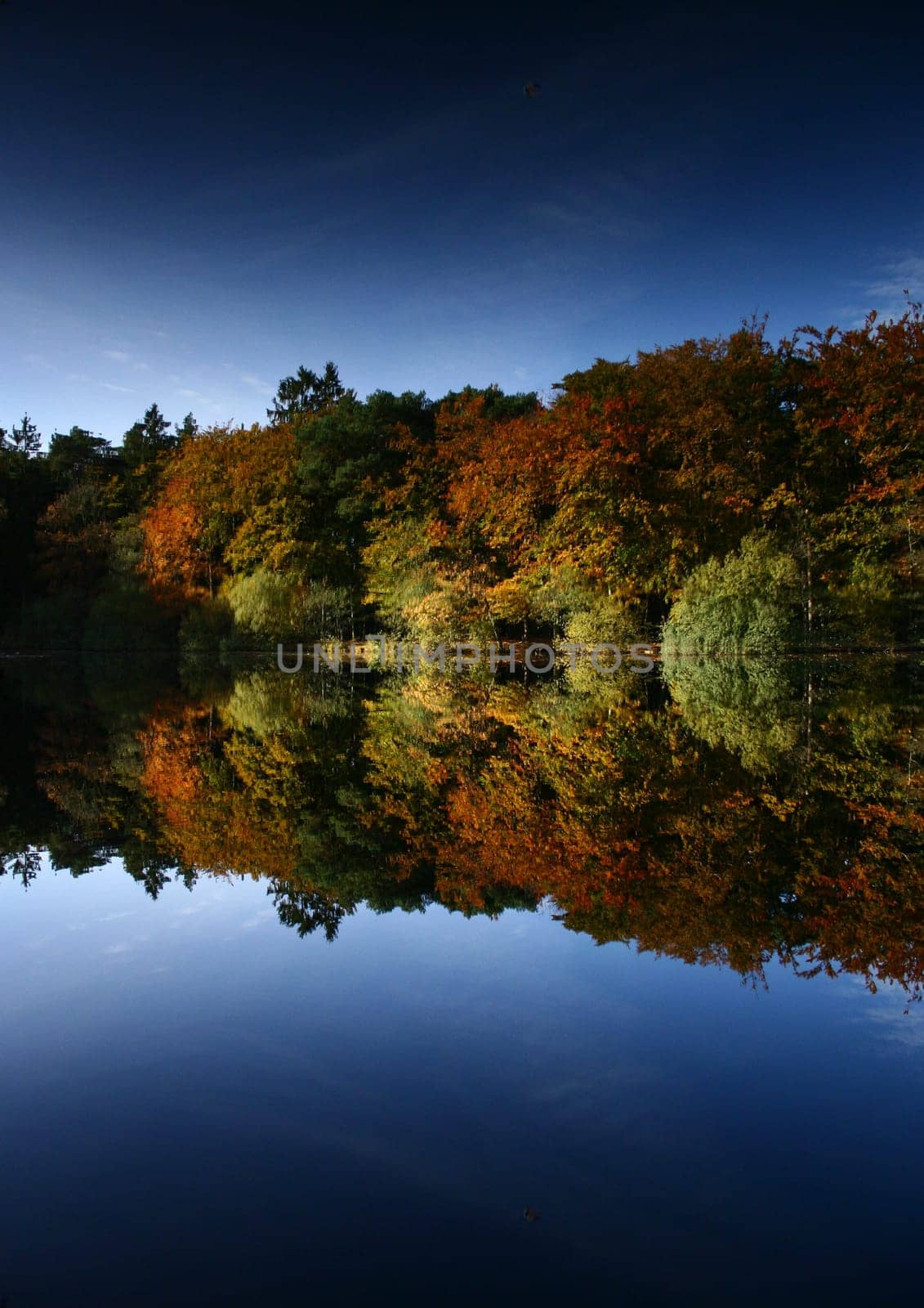 Forest Mirror