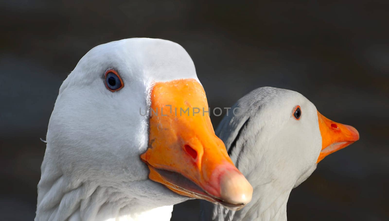 Disagreement
