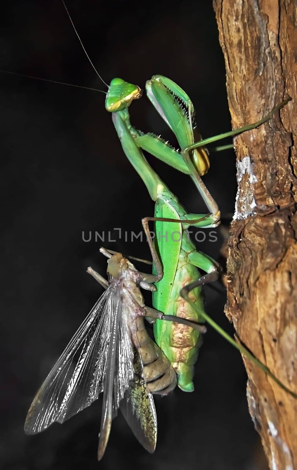 Mating