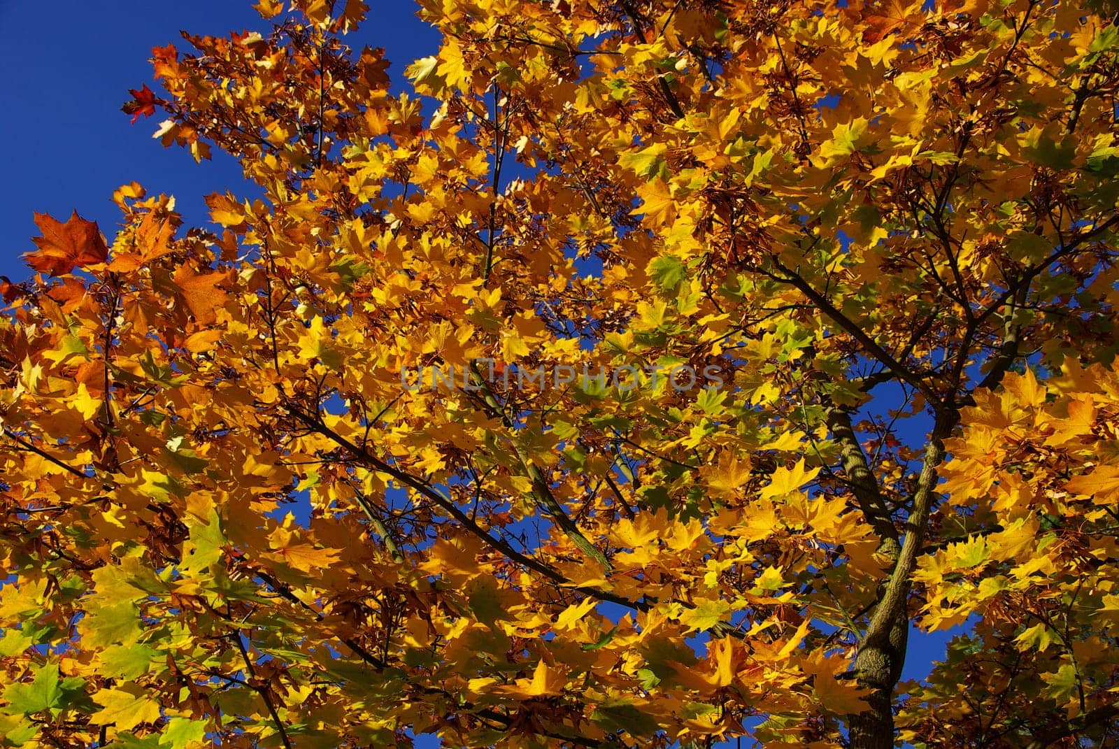 Maple 06