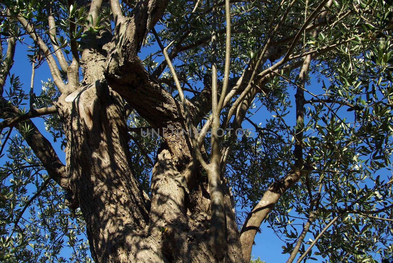 Olive Tree 16