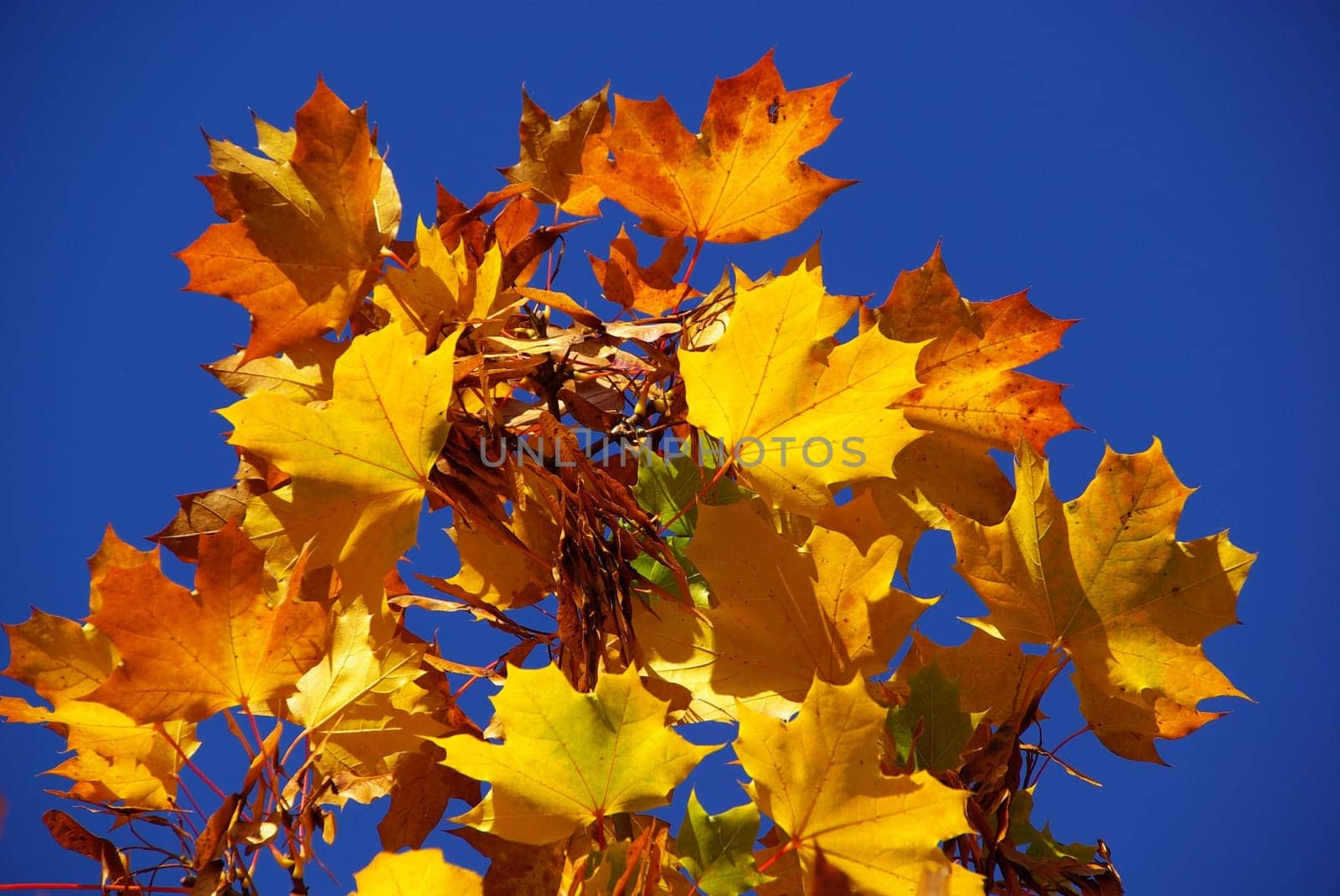 Maple 04