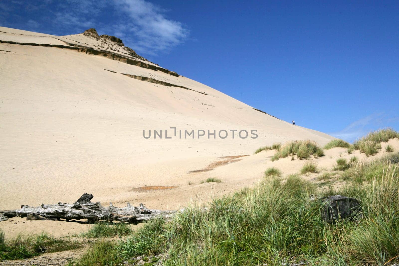 Oregon Dune