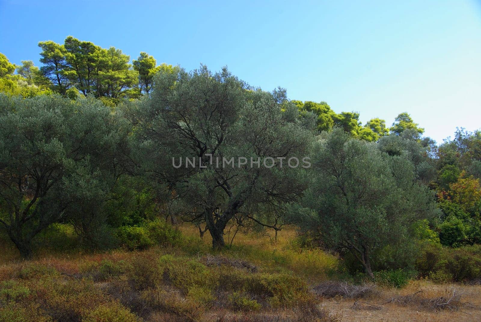 Olive Tree 26