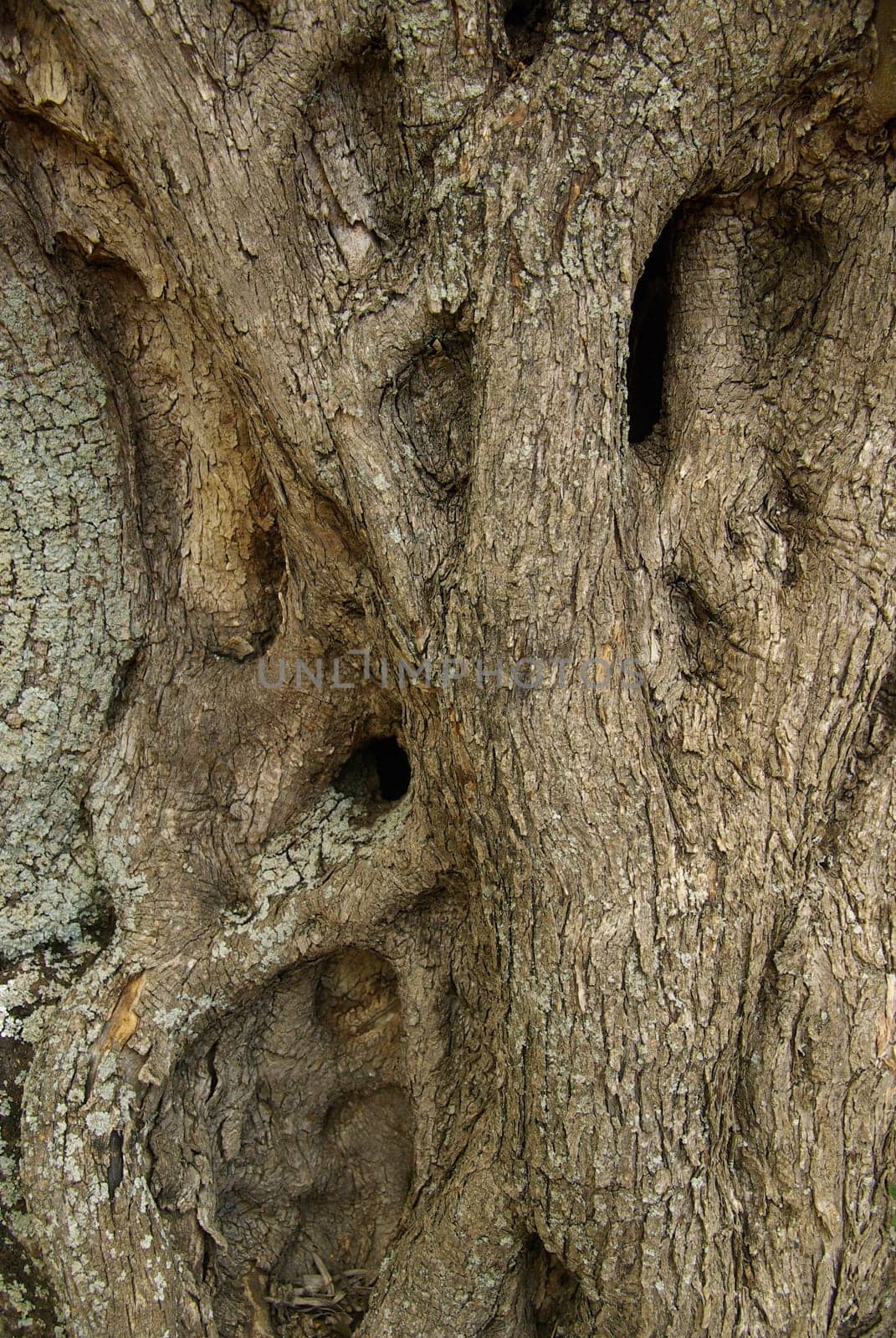 Olive Tree 38
