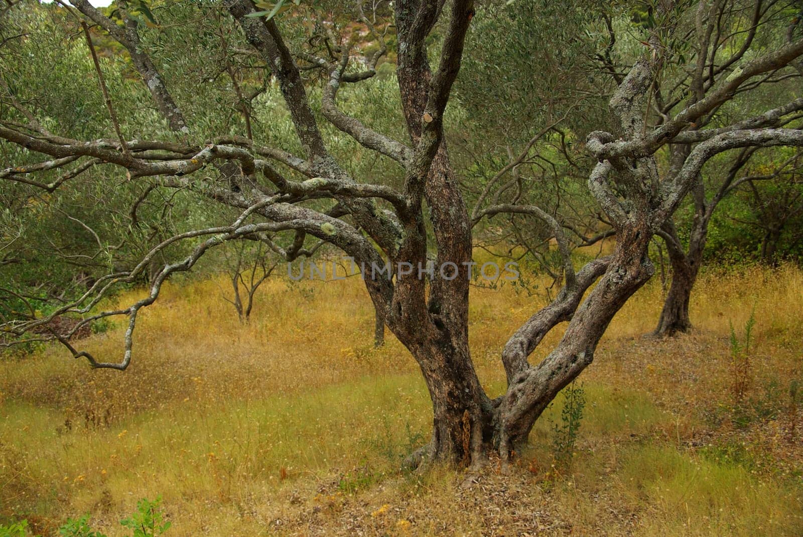 Olive Tree 34