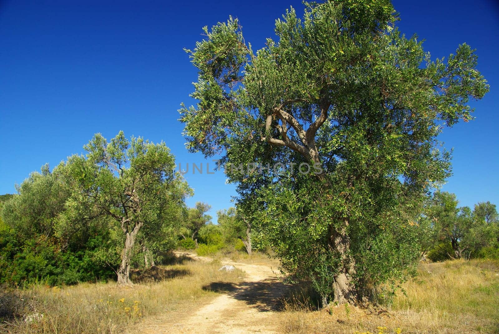 Olive Tree 18