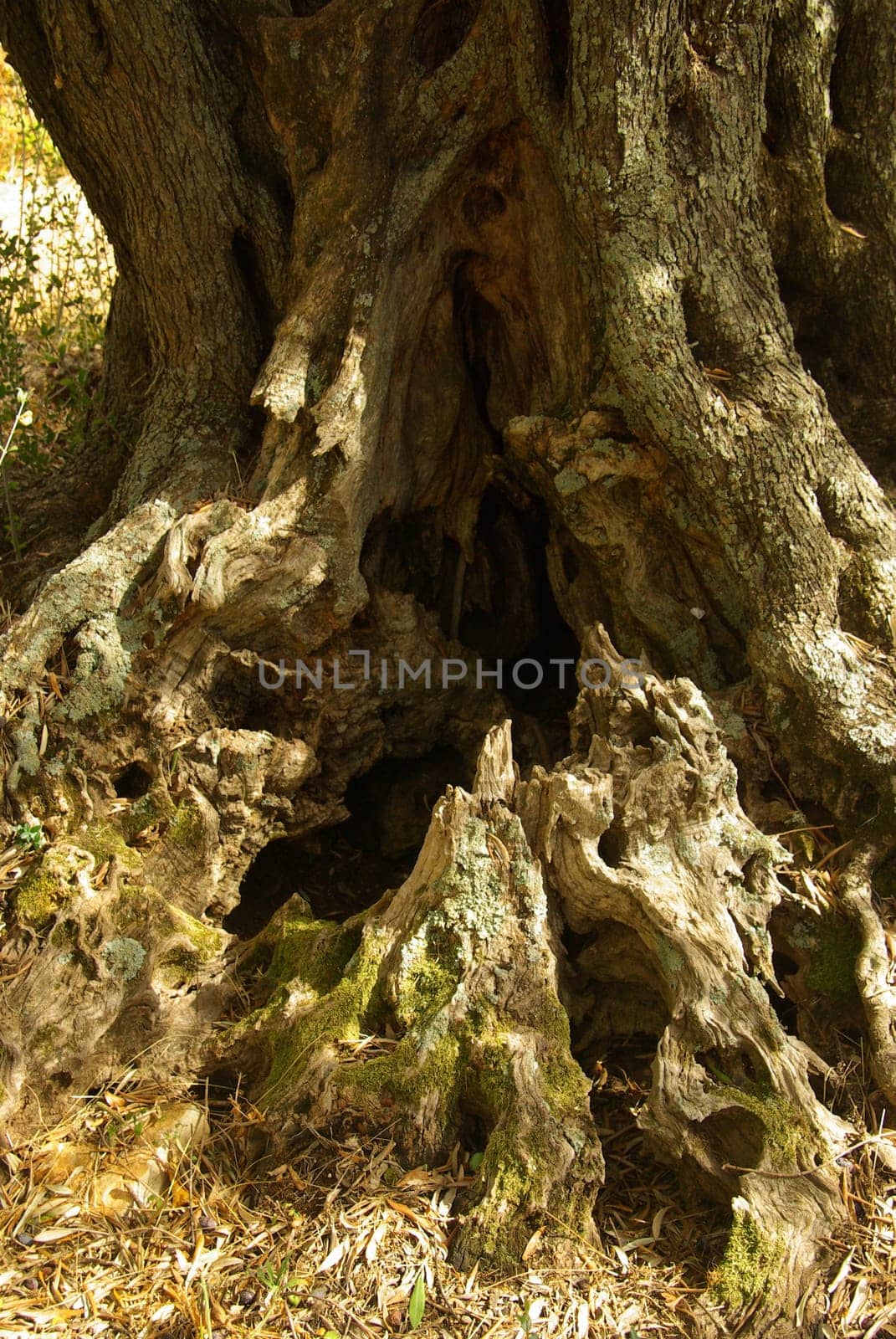 Olive Tree 40