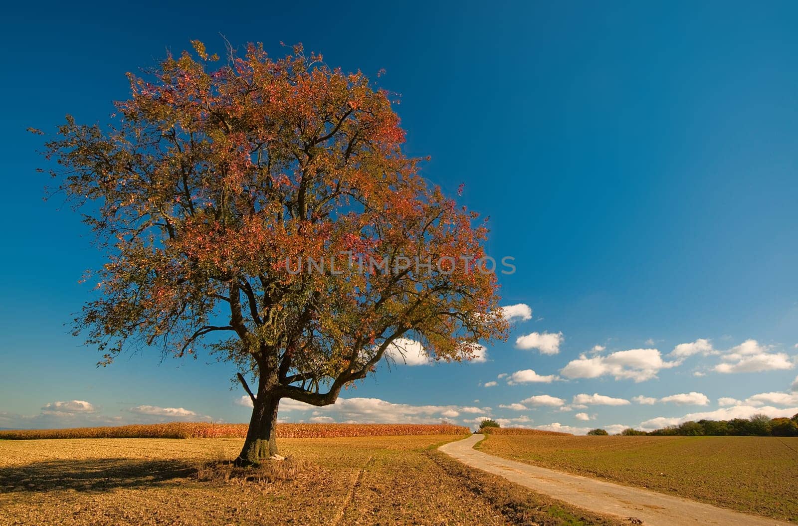 oh those shining,sun-drenched October days....