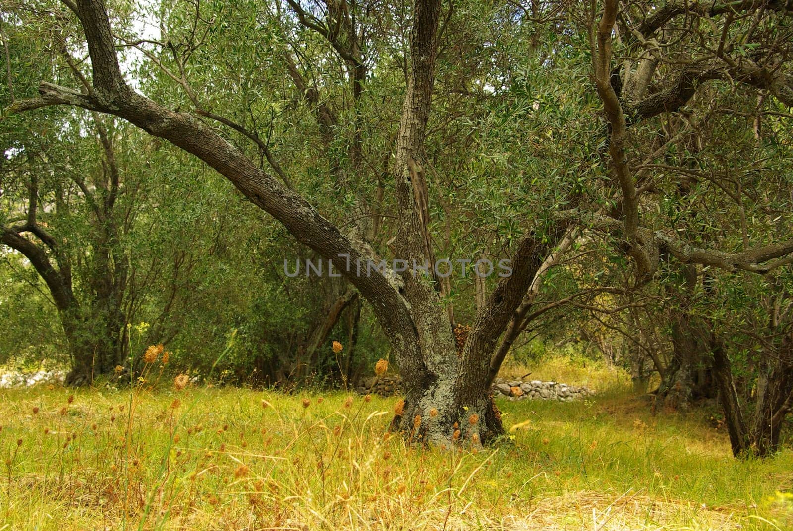 Olive Tree 41