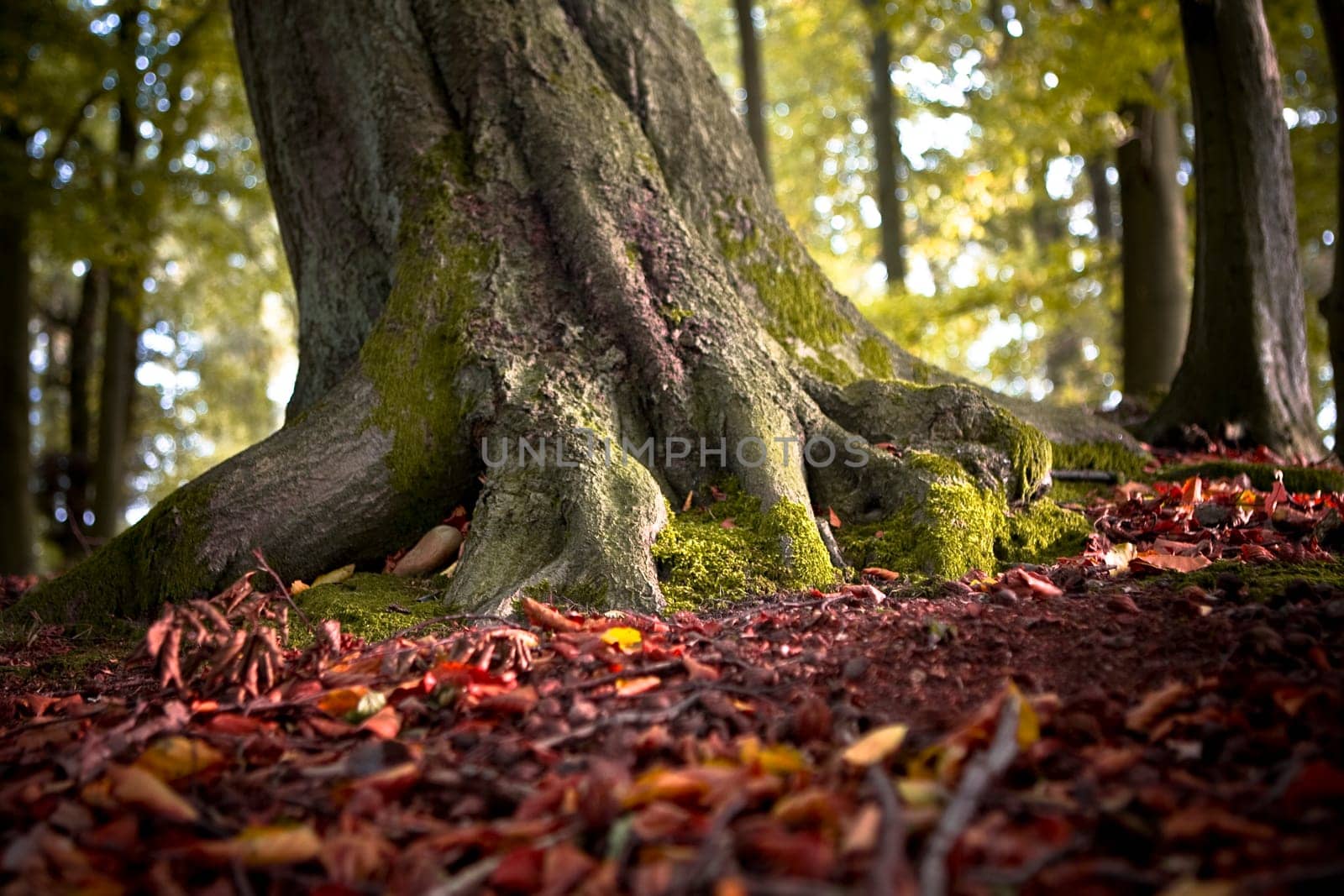 Rooted