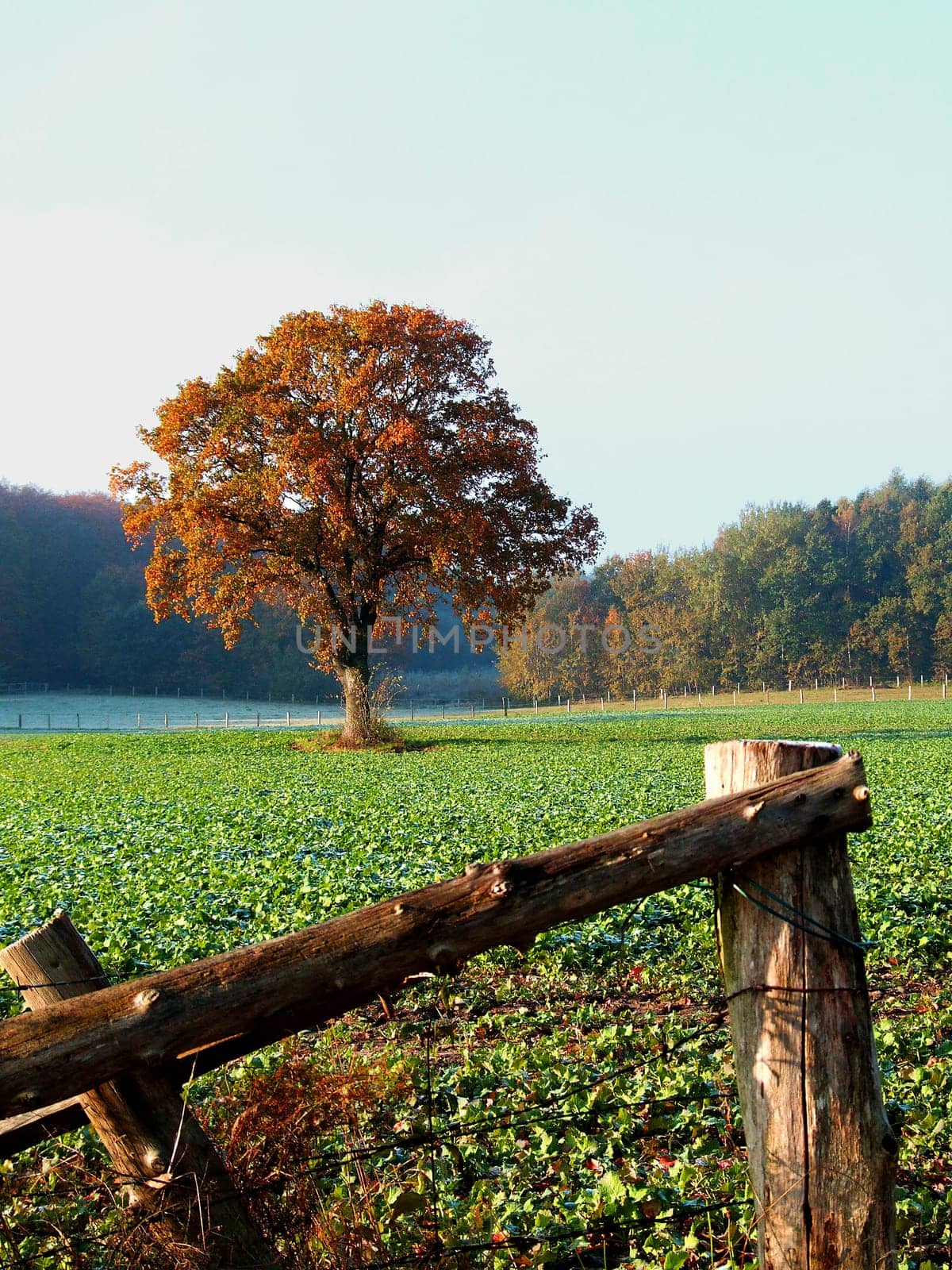 in the field