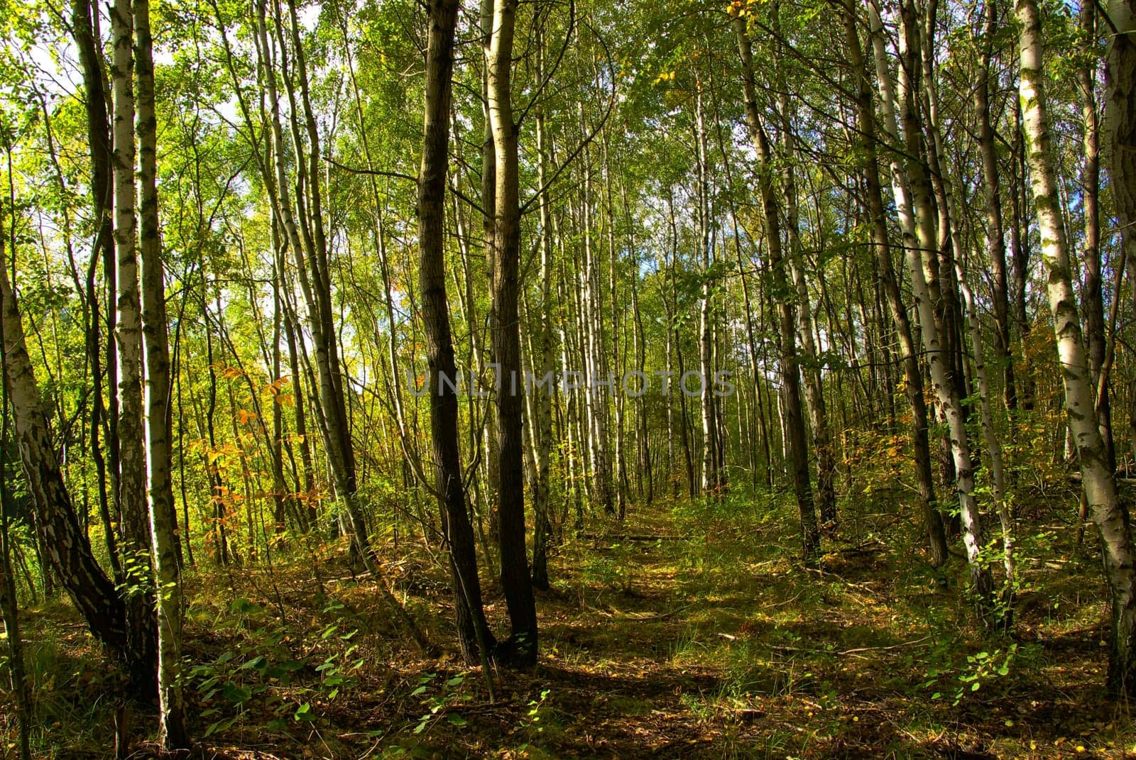 Forest 07
