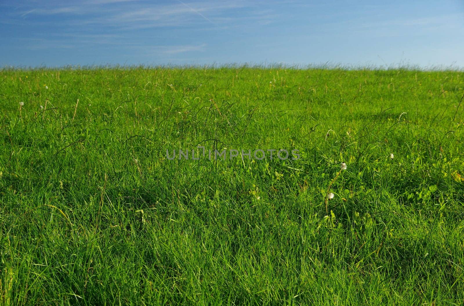 Meadow 02