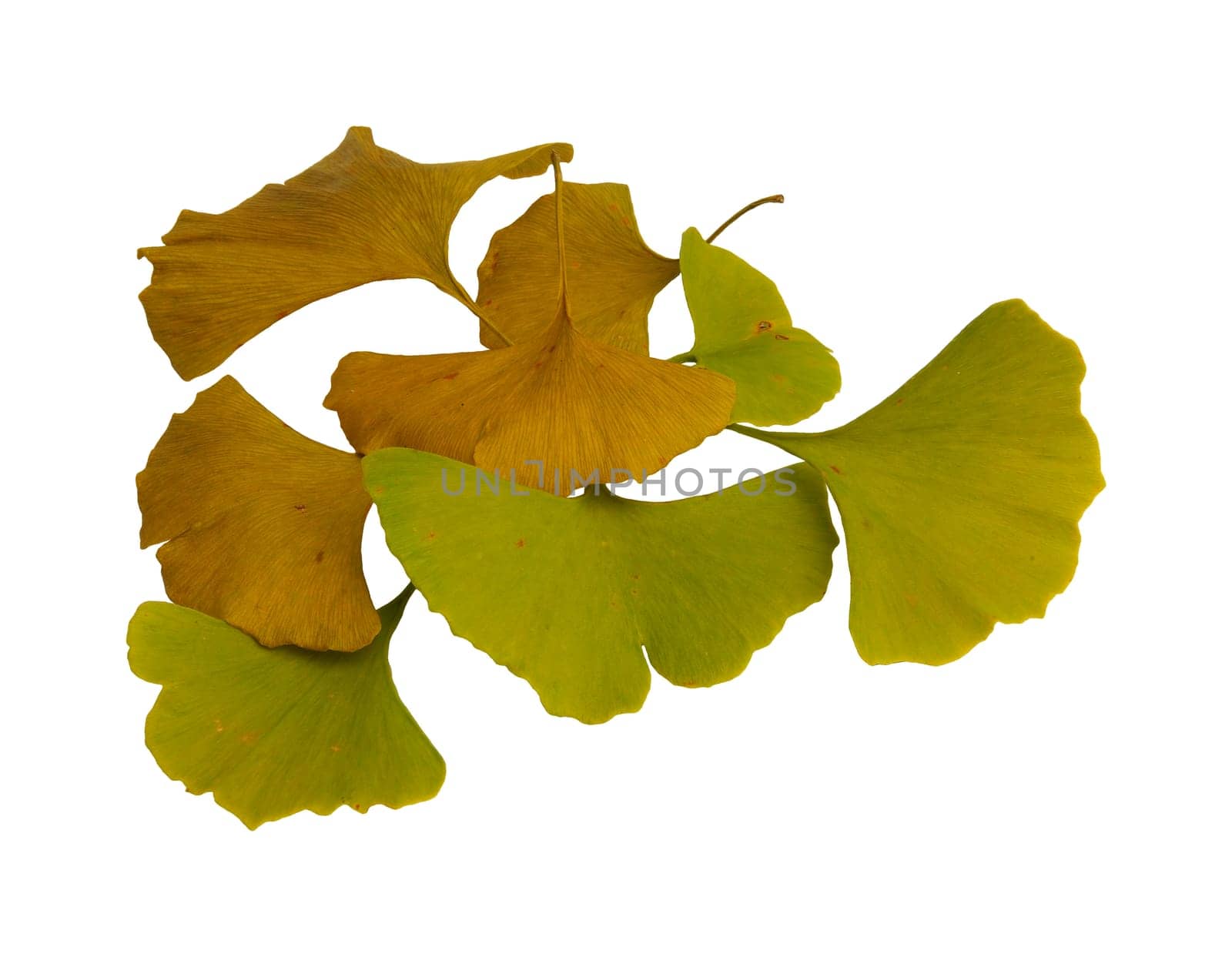 Ginkgo 16