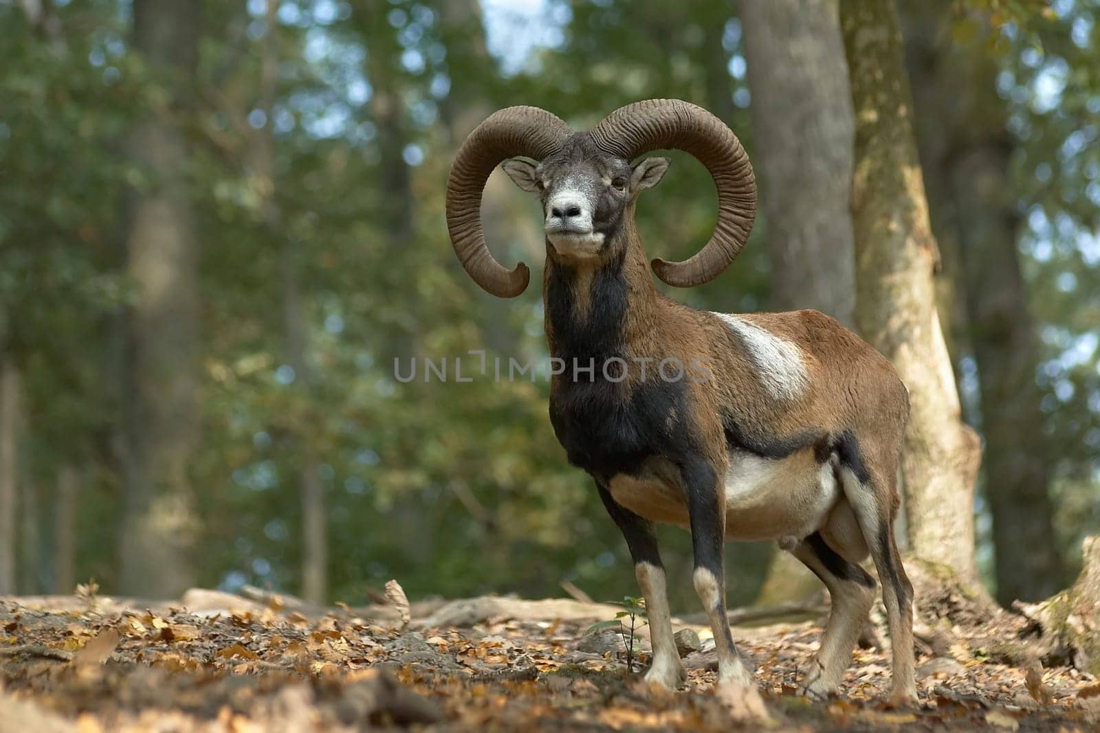 Moufflon ram