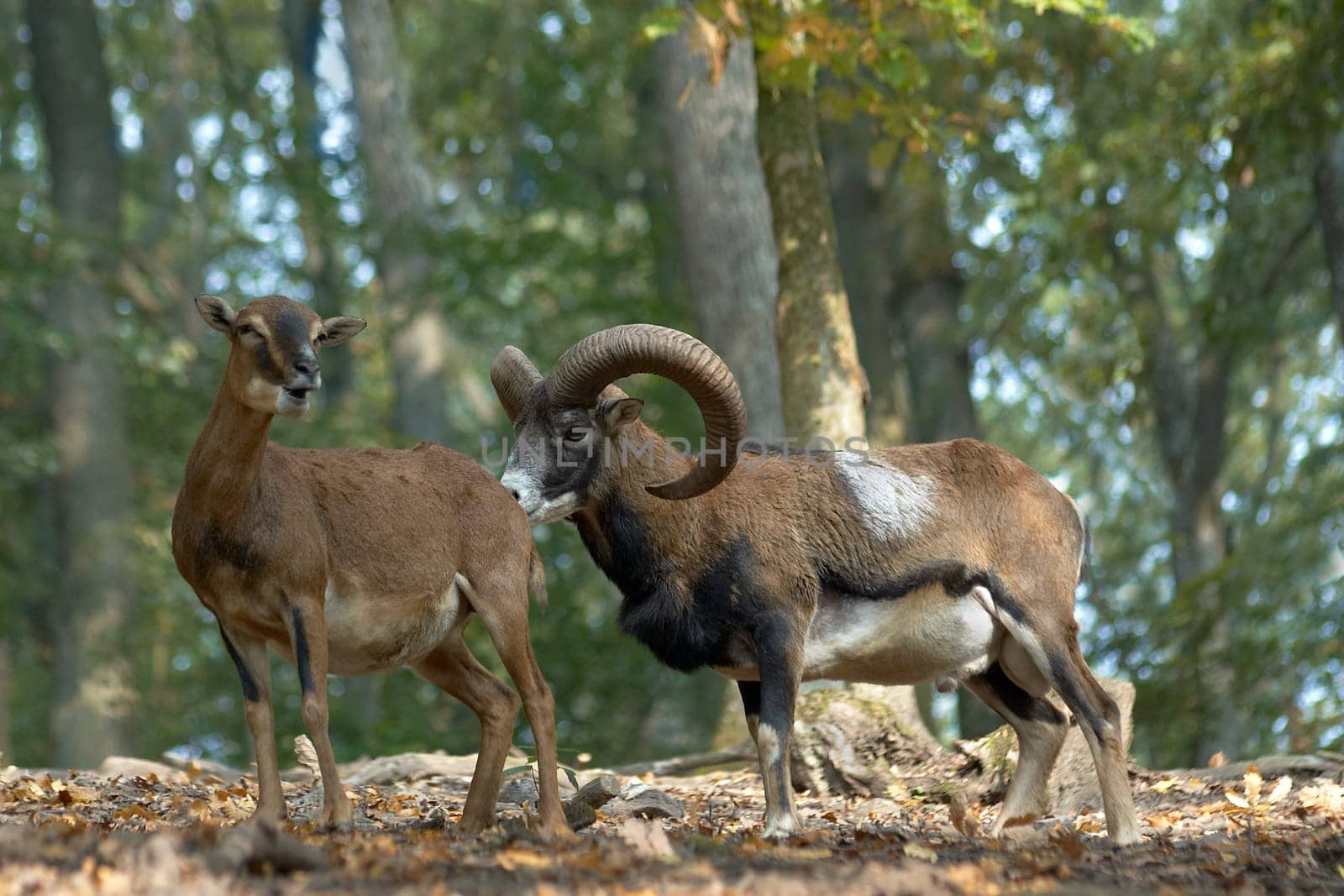 Moufflons in rut