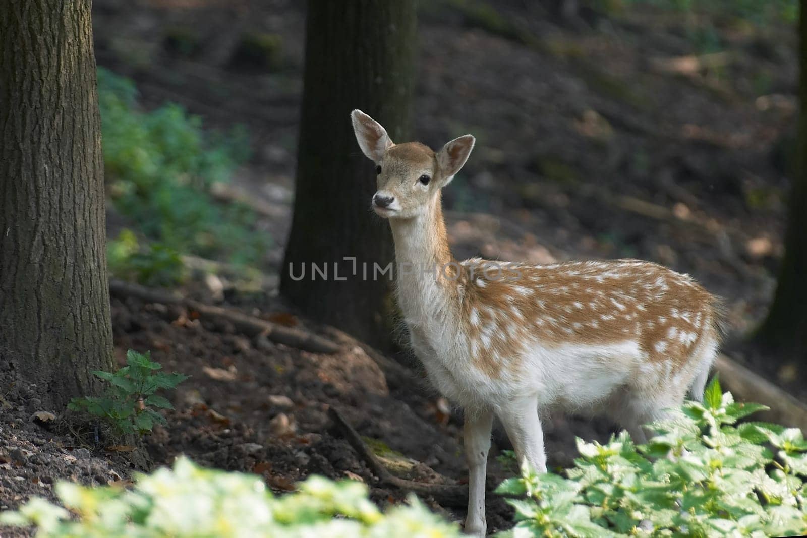 Sika doe