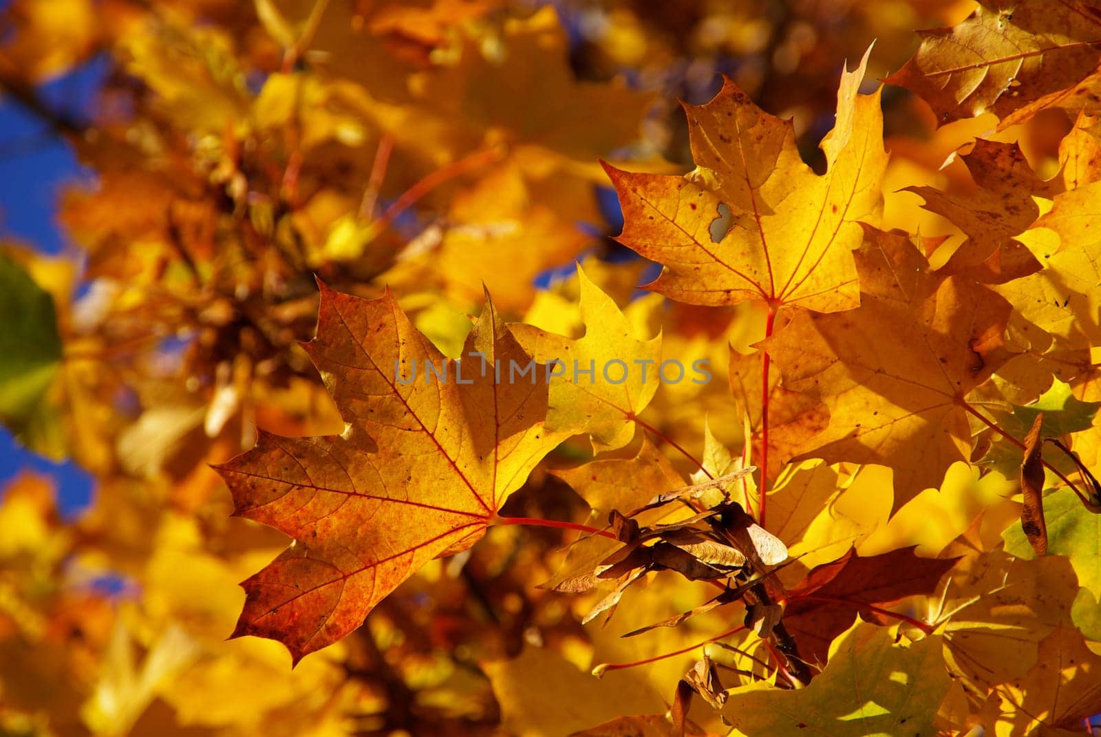Maple 14