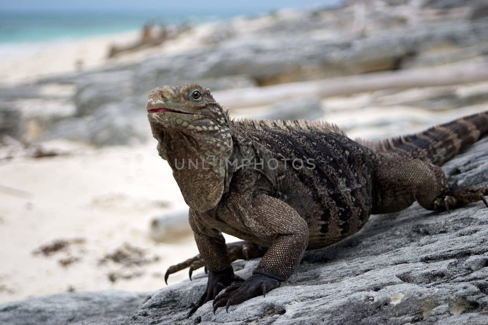 wild belt-tailed iguana looks curiously for food,Cayo Largo/Cuba