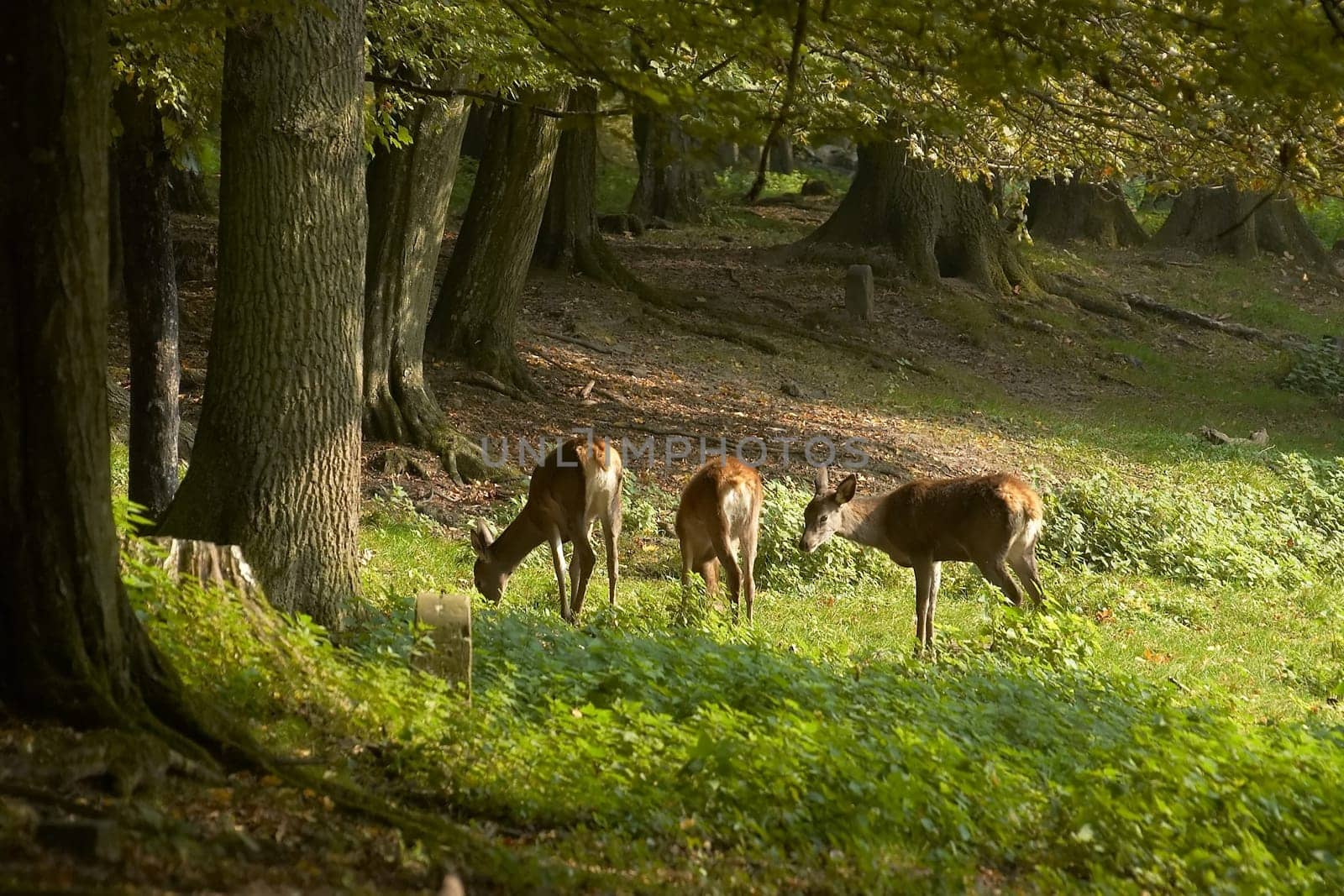 Deer