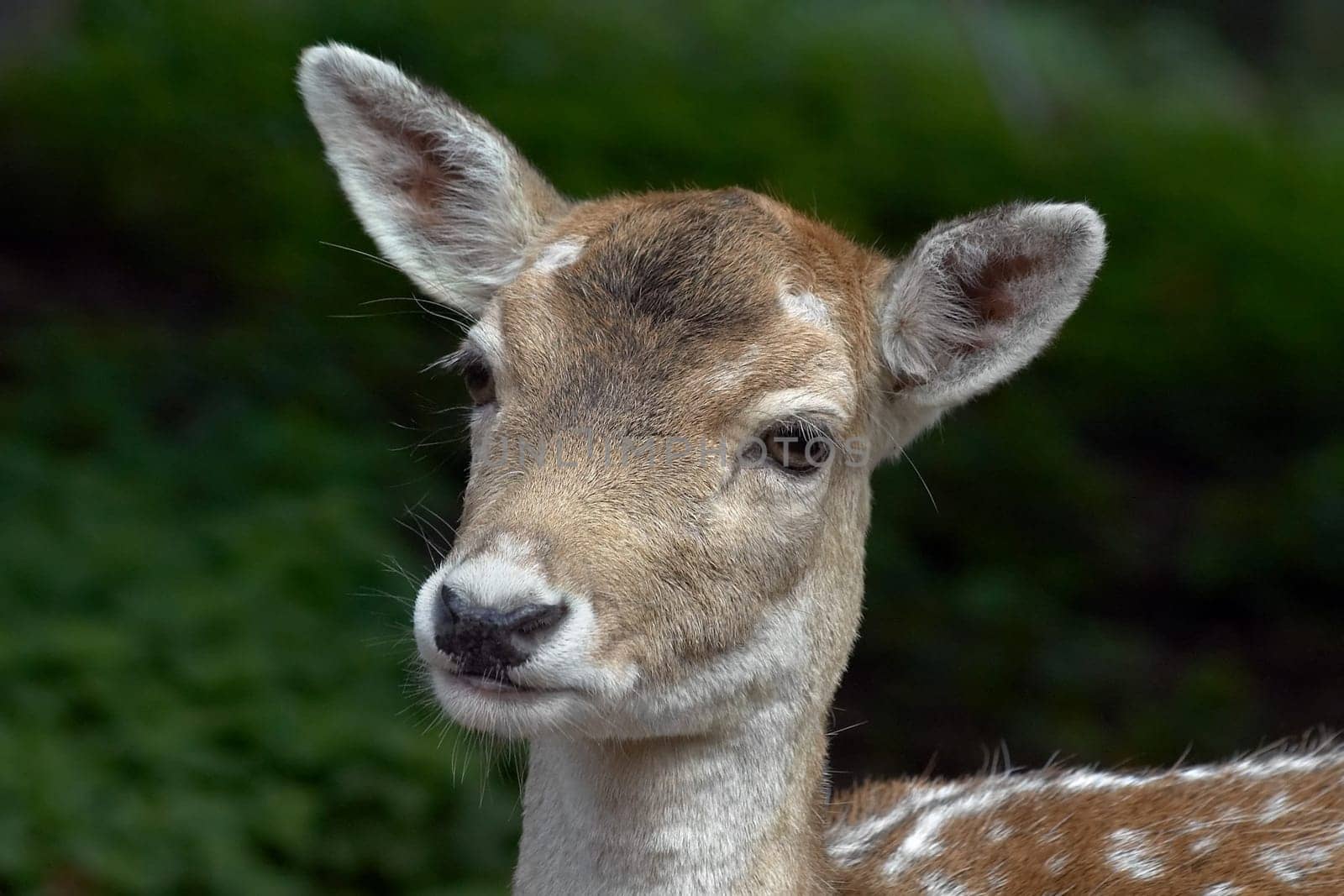 Portrait Sika Deer
