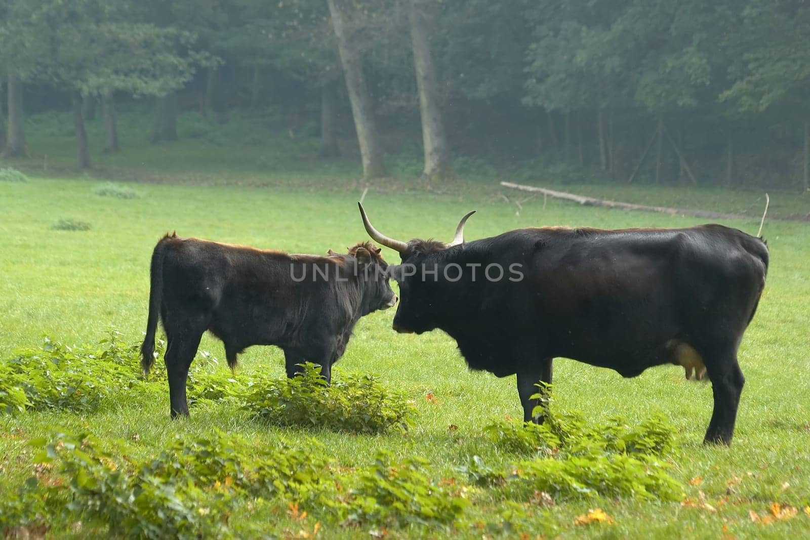 Aurochs