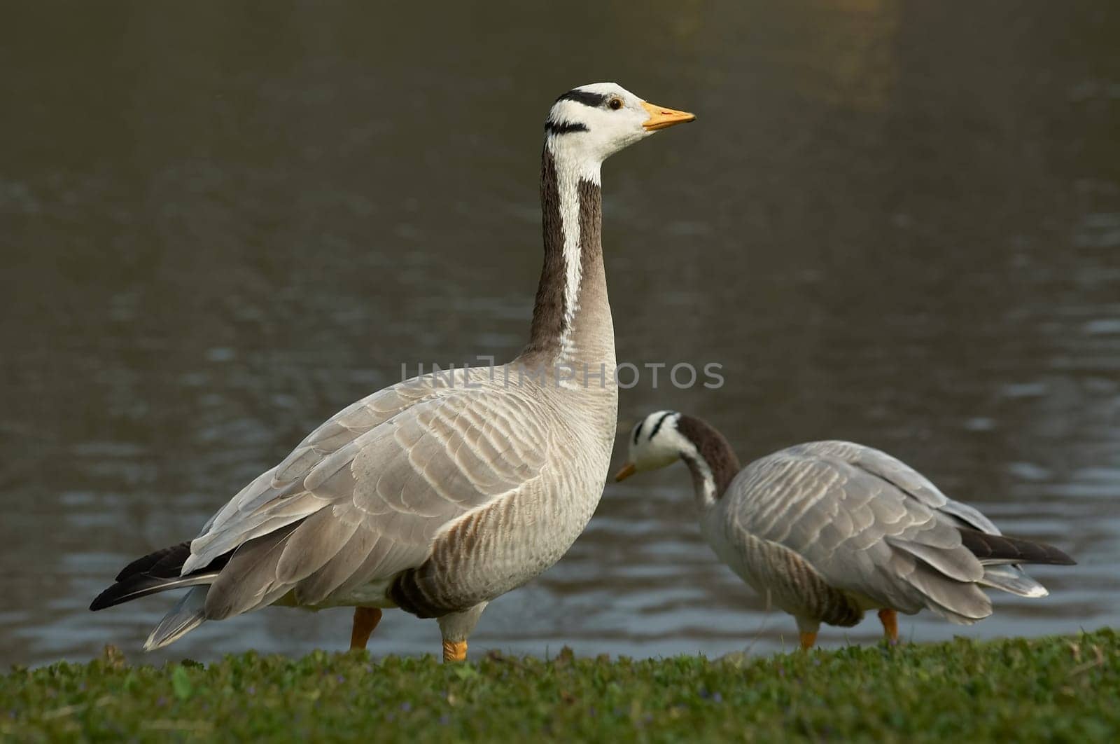 Striped Geese