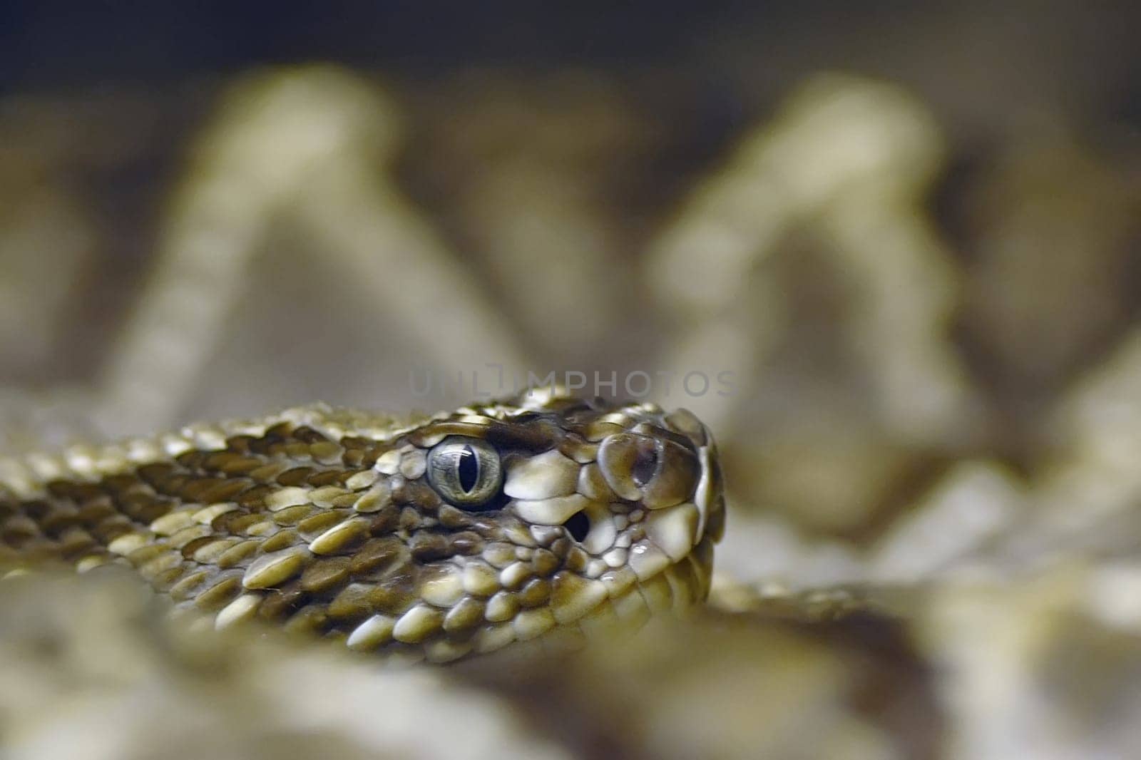 Shower Rattlesnake