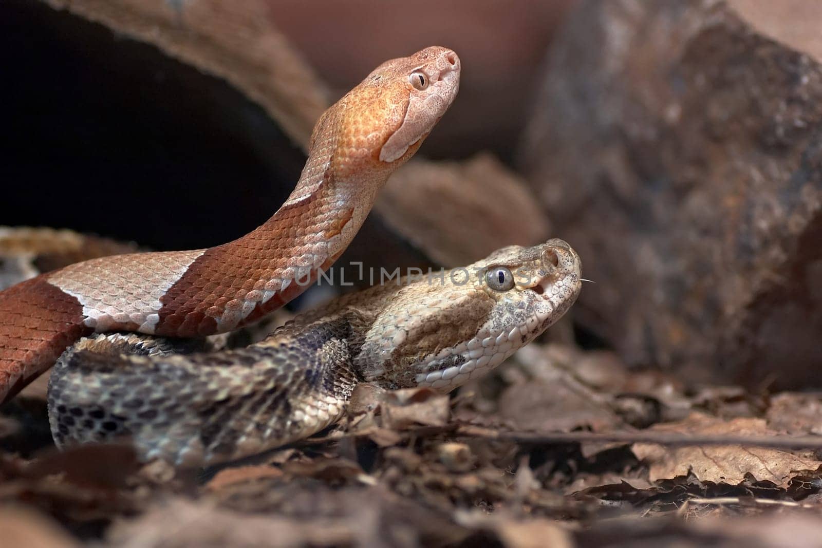Copperhead and Wood Rattlesnake