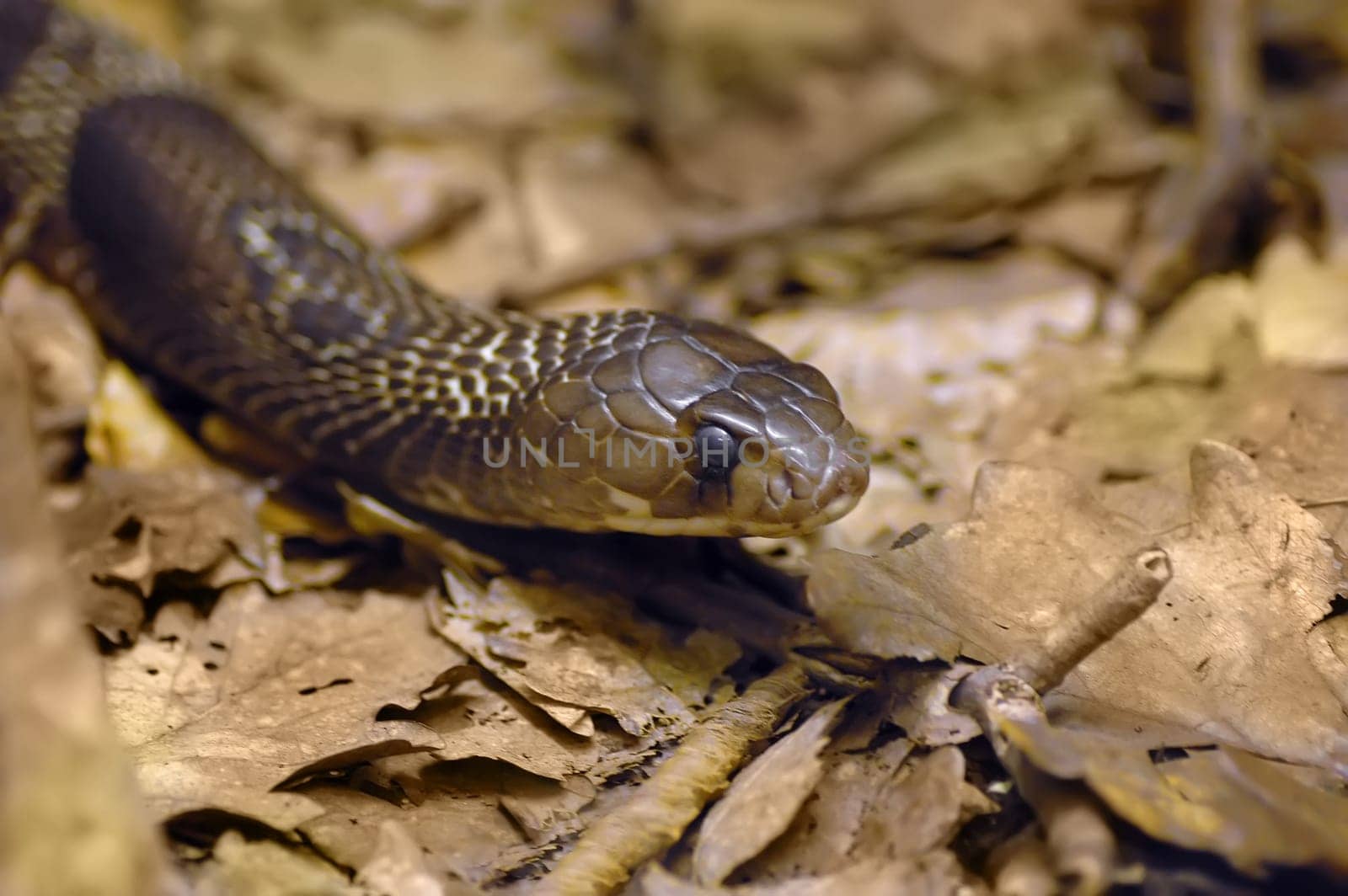 Spectacled cobra